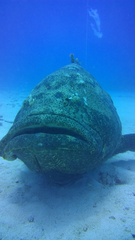 Giant fish underwater