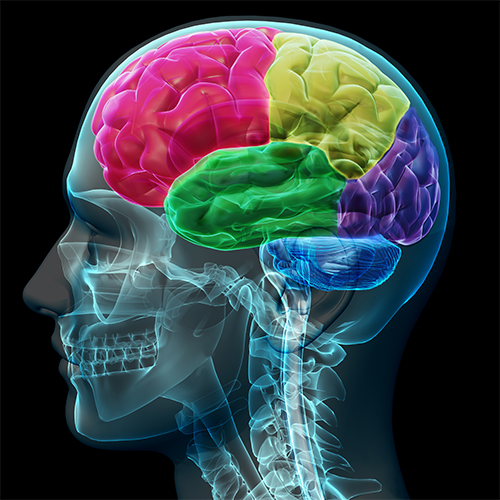 head injury brain